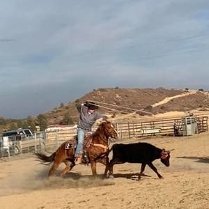 Meet your Posher, Dusty